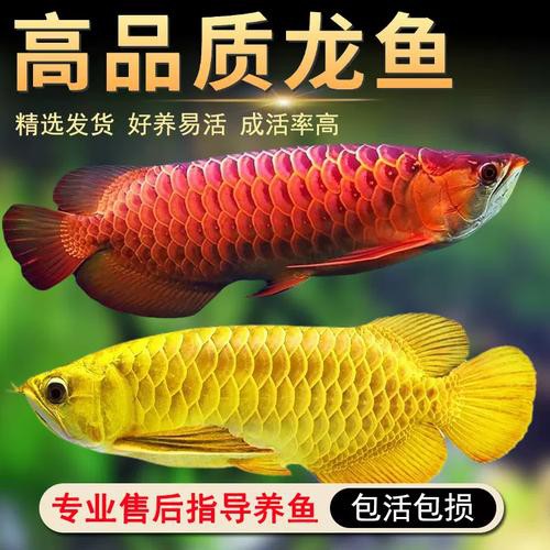 金龍魚背彎了怎么辦圖片