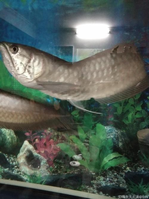 金龍魚背彎了怎么辦圖片