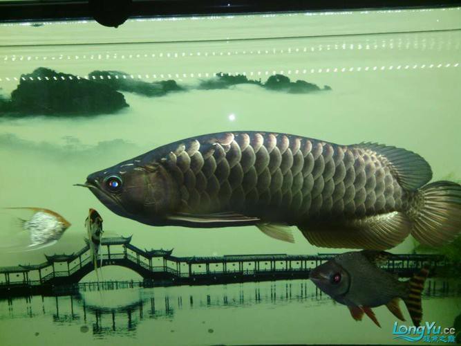 金龍魚背彎了怎么辦圖片