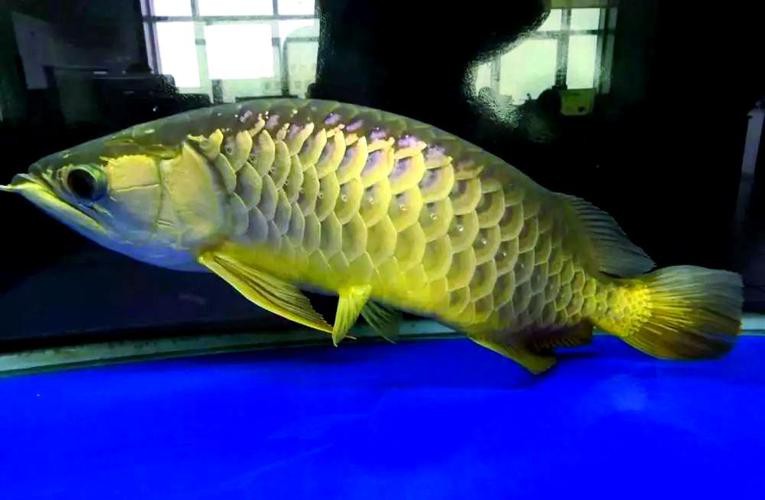金龍魚背彎了怎么辦圖片
