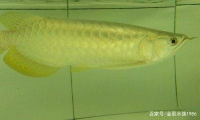 大連凱姆手機市場霍麗水族館
