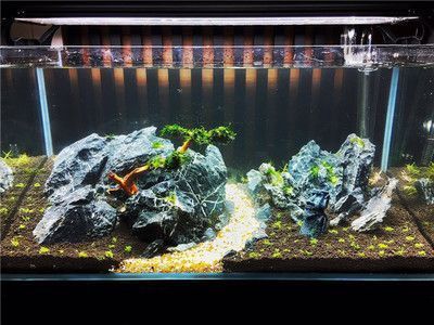 金龍魚魚缸要求多少升水 金龍魚魚缸要求多少升水 魚缸百科 第2張
