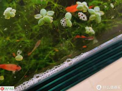 魚缸擺放方向是最好（如何選擇適合魚缸的觀賞位置）