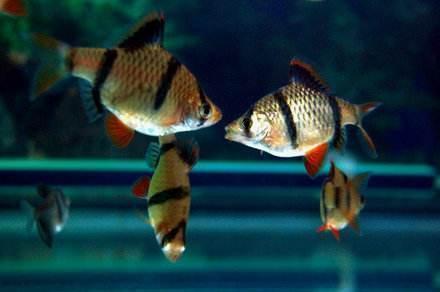 社旗縣賒店鎮多多水族館（社旗縣賒店鎮多多水族館電話）