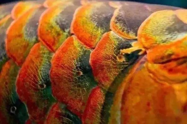 西寧市城西區魚翔淺底觀賞魚店