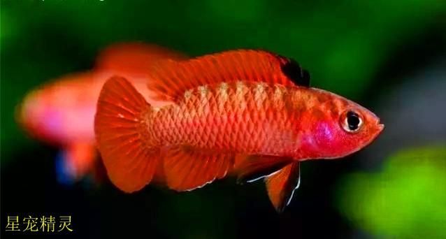 龍魚用什么顏色的燈比較好看點：養龍魚時選擇正確的燈光非常重要，適當的燈光不僅可以提高觀賞價值 龍魚用什么顏色的燈比較好看點：養龍魚時選擇正確的燈光非常重要，適當的燈光不僅可以提高觀賞價值 龍魚百科 第1張