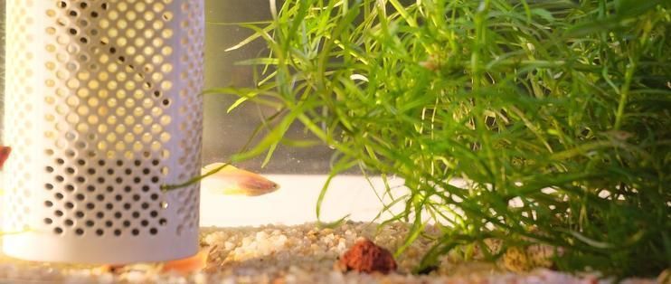 畫法幾何魚缸wifi支持：畫法幾何智能生態魚缸