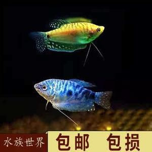 龍魚吃清道夫的消化能力（龍魚吃清道夫是可以消化的）