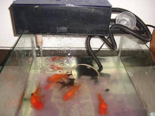 魚缸過濾系統怎么配置：自制魚缸過濾器成本分析