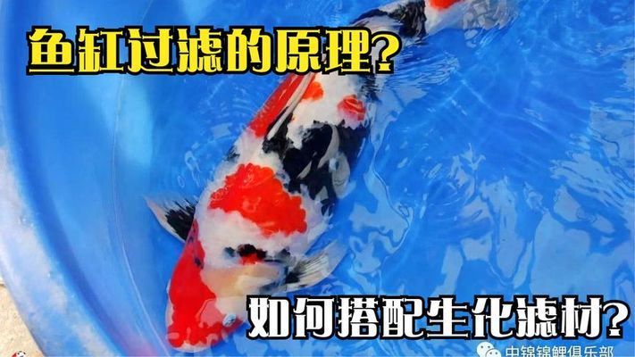 魚缸過濾系統怎么配置：自制魚缸過濾器成本分析