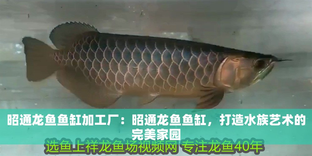 <strong><mark>昭通</mark></strong>龍魚魚缸加工廠：<strong><mark>昭通</mark></strong>龍魚魚缸，打造水族藝術的完美家園