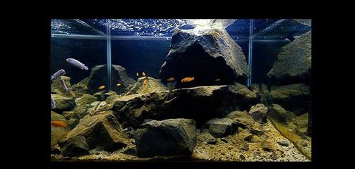 生態魚缸和生態魚缸的區別，生態魚缸的維護技巧：海景魚缸和生態魚缸的區別 生態魚缸和生態魚缸的區別，生態魚缸的維護技巧：海景魚缸和生態魚缸的區別 魚缸百科 第3張