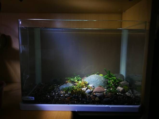 生態魚缸和生態魚缸的區別，生態魚缸的維護技巧：海景魚缸和生態魚缸的區別 生態魚缸和生態魚缸的區別，生態魚缸的維護技巧：海景魚缸和生態魚缸的區別 魚缸百科 第1張