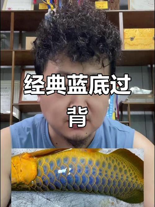 金龍魚b過和過背效果圖
