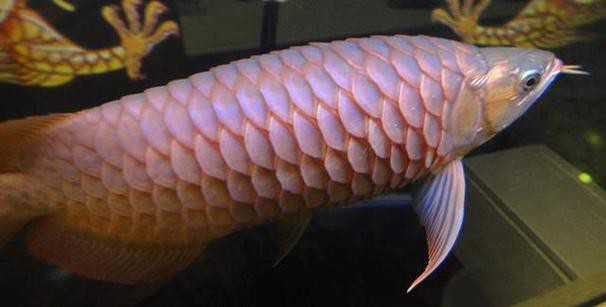 金龍魚b過和過背效果圖
