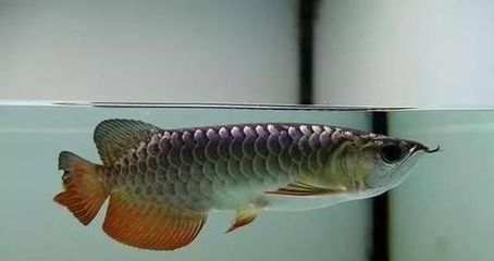 龍魚缸多大尺寸合適養(yǎng)魚：養(yǎng)龍魚時，選擇合適的魚缸尺寸是非常重要的，龍魚缸加蓋的設(shè)計建議