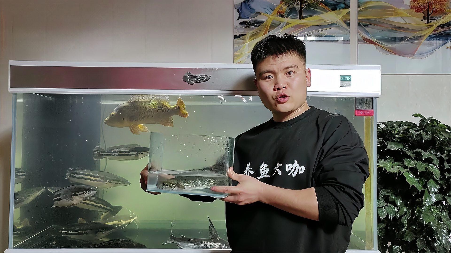 七星雷龍魚飼養