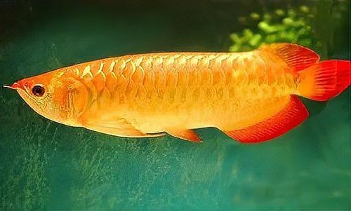 百萬金龍魚圖片高清 百萬金龍魚圖片高清 龍魚百科 第29張