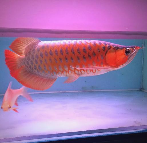 百萬金龍魚圖片高清 百萬金龍魚圖片高清 龍魚百科 第13張