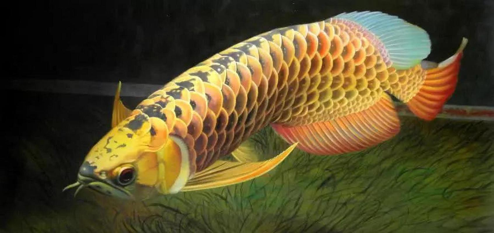 百萬金龍魚圖片高清 百萬金龍魚圖片高清 龍魚百科 第12張