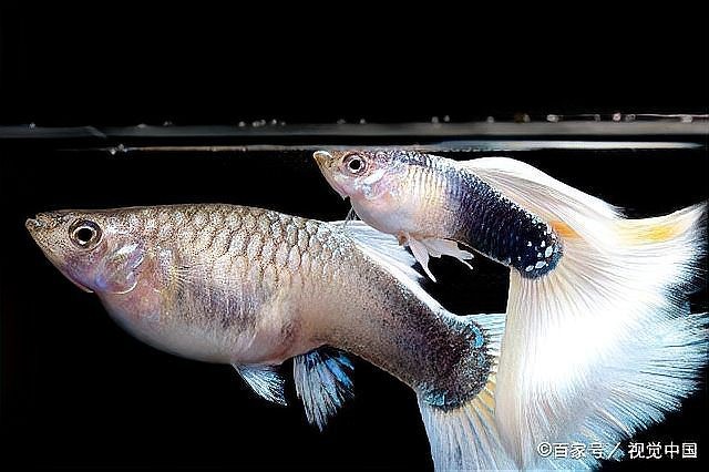 銀龍魚可以喂小魚苗嗎圖片欣賞