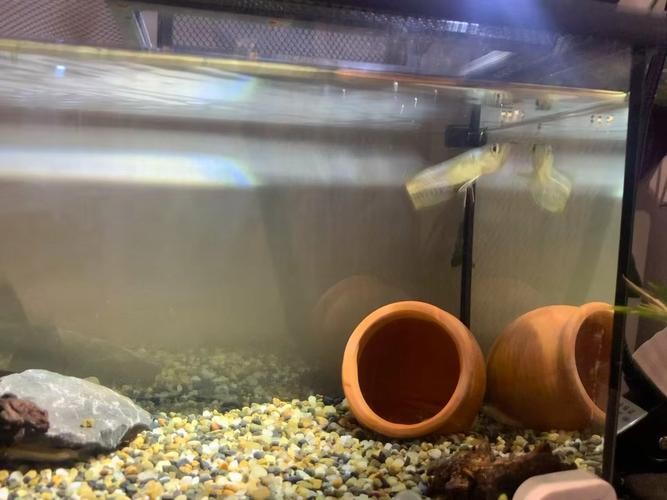銀龍魚可以喂小魚苗嗎圖片欣賞