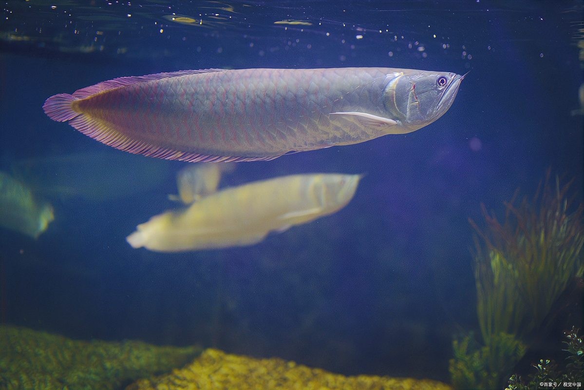 銀龍魚可以喂小魚苗嗎圖片欣賞
