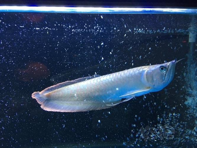 銀龍魚可以喂小魚苗嗎圖片欣賞