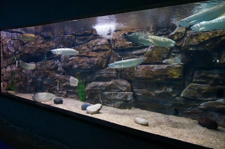 銀龍魚可以喂小魚苗嗎圖片欣賞