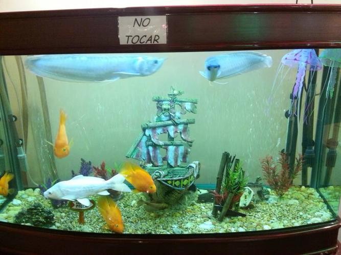 銀龍魚可以喂小魚苗嗎圖片欣賞