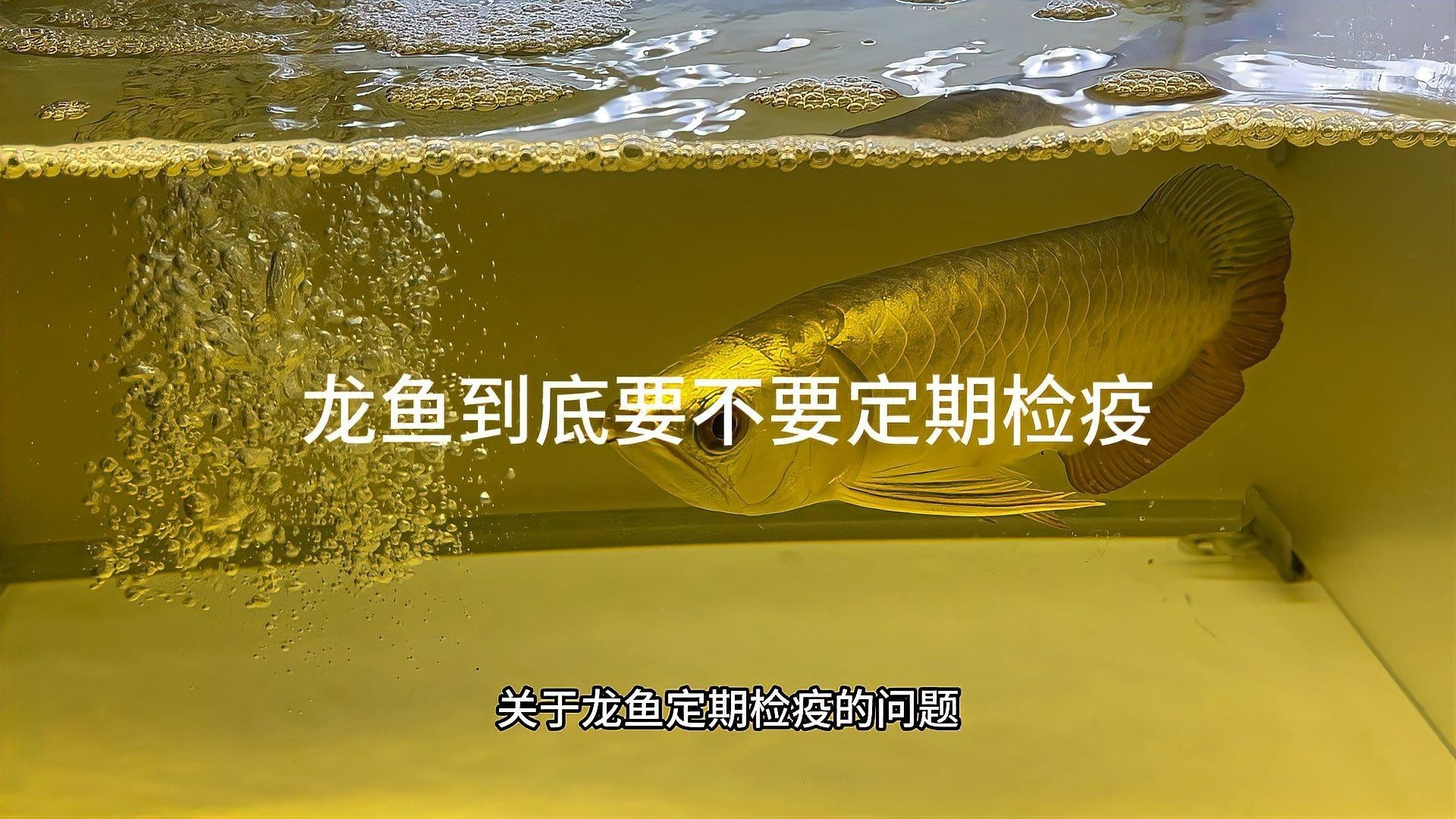 龍魚檢疫什么意思