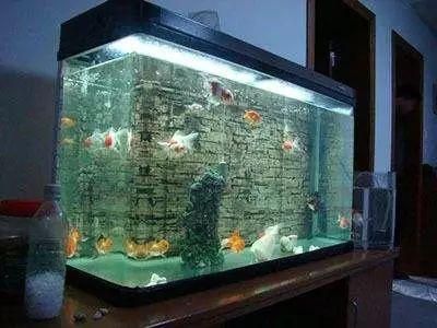 廣州冬季養(yǎng)魚的技巧與誤區(qū)：冬季養(yǎng)魚的技巧與誤區(qū)