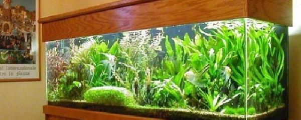 怎么讓魚缸的水保持清澈（怎么讓魚缸的水保持清澈，）