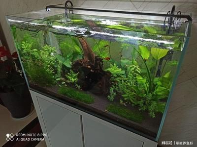 怎么讓魚缸的水保持清澈（怎么讓魚缸的水保持清澈，）