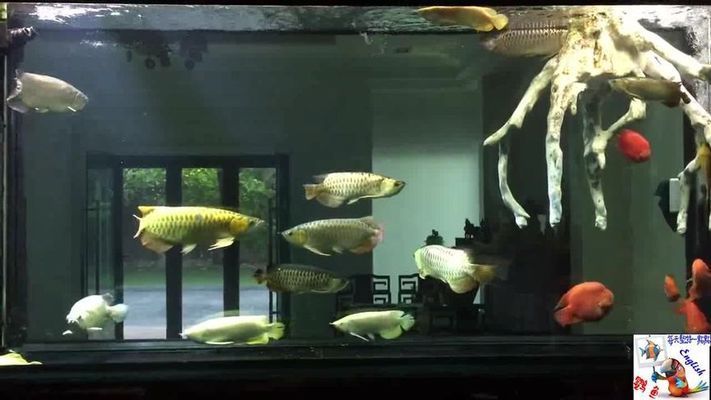 龍魚缸圖片大全圖解視頻（龍魚缸造景技巧分享）