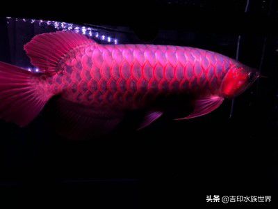 龍魚缸怎么布置風水好：龍魚缸如何布置風水 龍魚缸怎么布置風水好：龍魚缸如何布置風水 魚缸百科 第4張