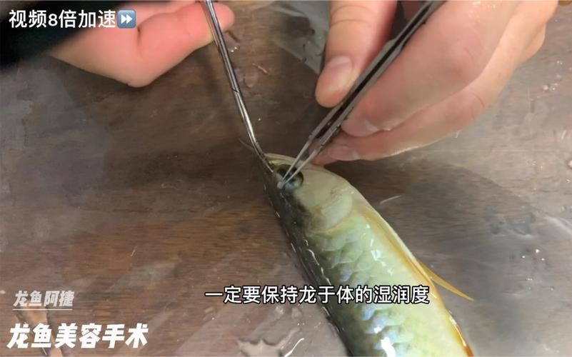 龍魚掉眼手術(shù)后還能看見嗎圖片