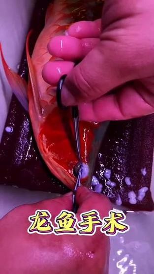 龍魚掉眼手術(shù)后還能看見嗎圖片