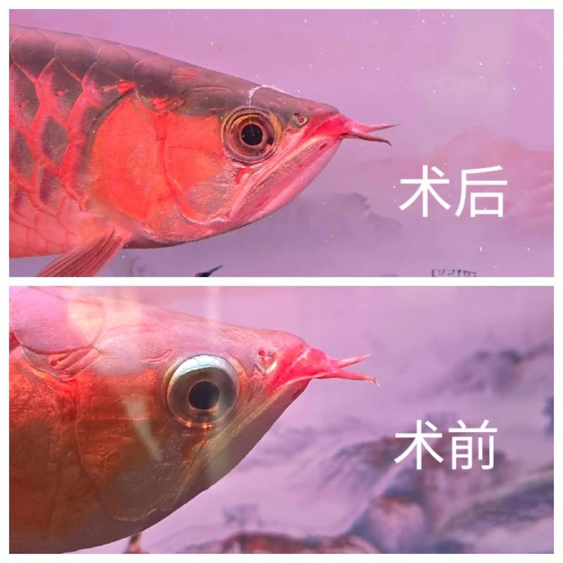 龍魚掉眼手術(shù)后還能看見嗎圖片