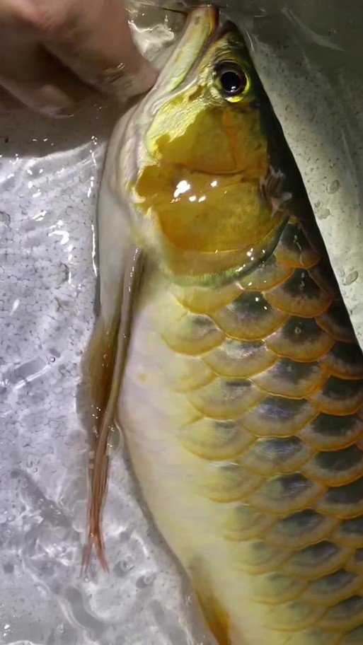 龍魚掉眼手術(shù)后還能看見嗎圖片
