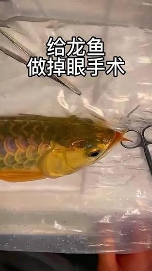 龍魚掉眼手術后還能看見嗎圖片