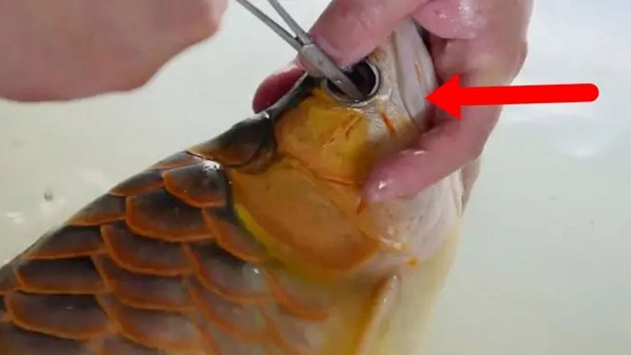 龍魚掉眼手術(shù)后還能看見嗎圖片