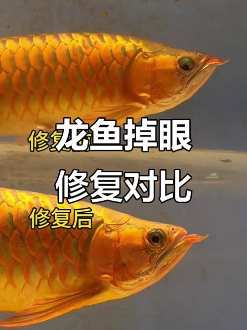 龍魚掉眼手術(shù)后還能看見嗎圖片