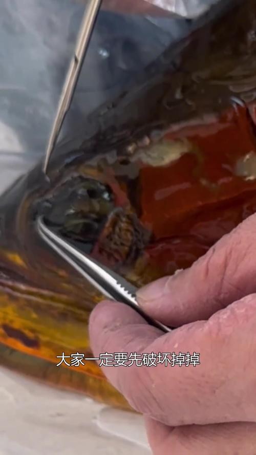 龍魚掉眼手術(shù)后還能看見嗎圖片