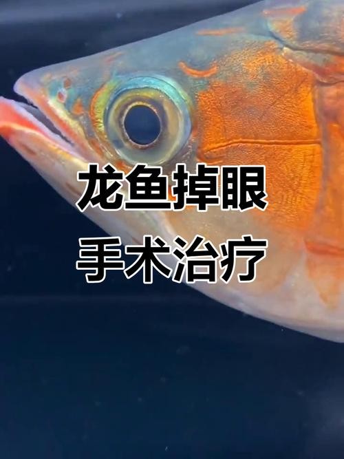 龍魚掉眼手術(shù)后還能看見嗎圖片