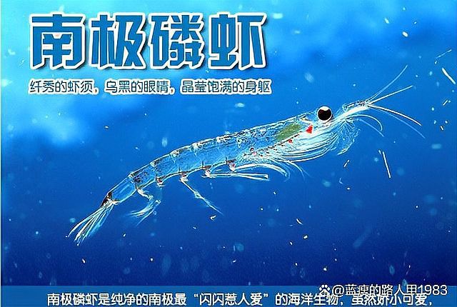 哪些品牌龍魚飼料富含維生素A？