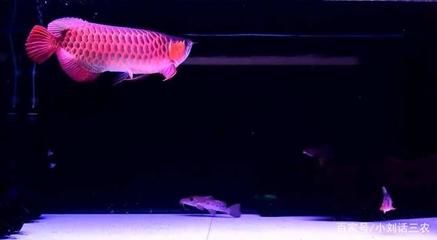 紅龍魚的須子斷了，還能長出來嗎？：紅龍魚的須子斷了還能長出來嗎紅龍魚的須子斷了還能長出來嗎