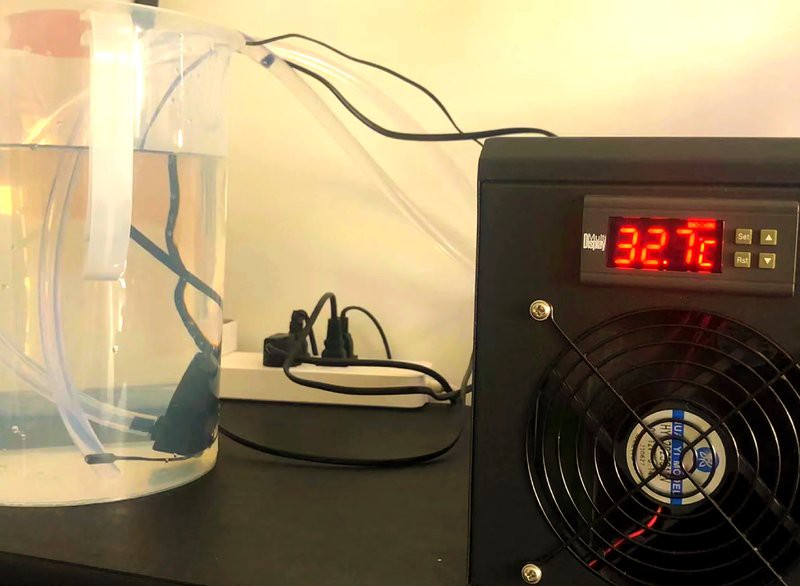 紅龍魚缸需要多大的冷水機？