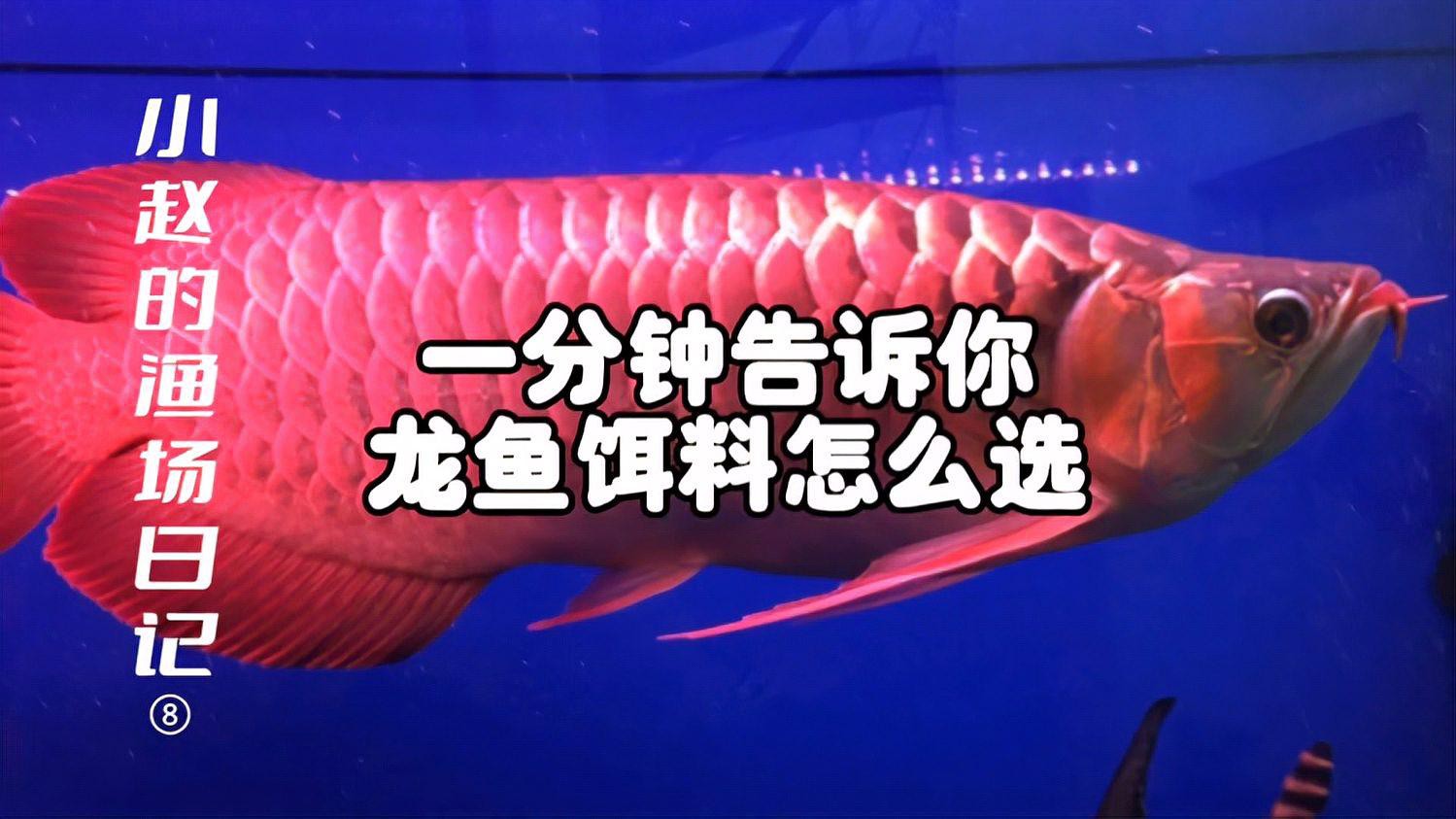 哪些活食是龍魚的最佳選擇？