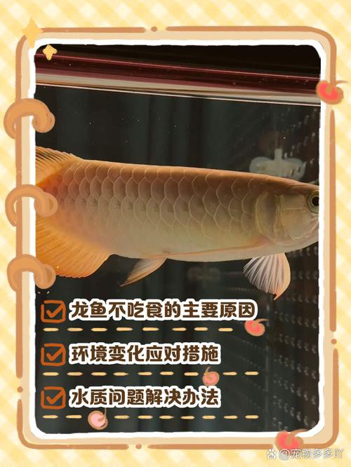 哪些活食是龍魚的最佳選擇？